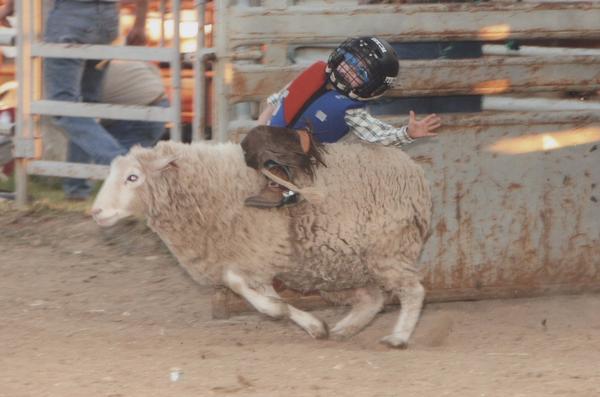 Bulls1